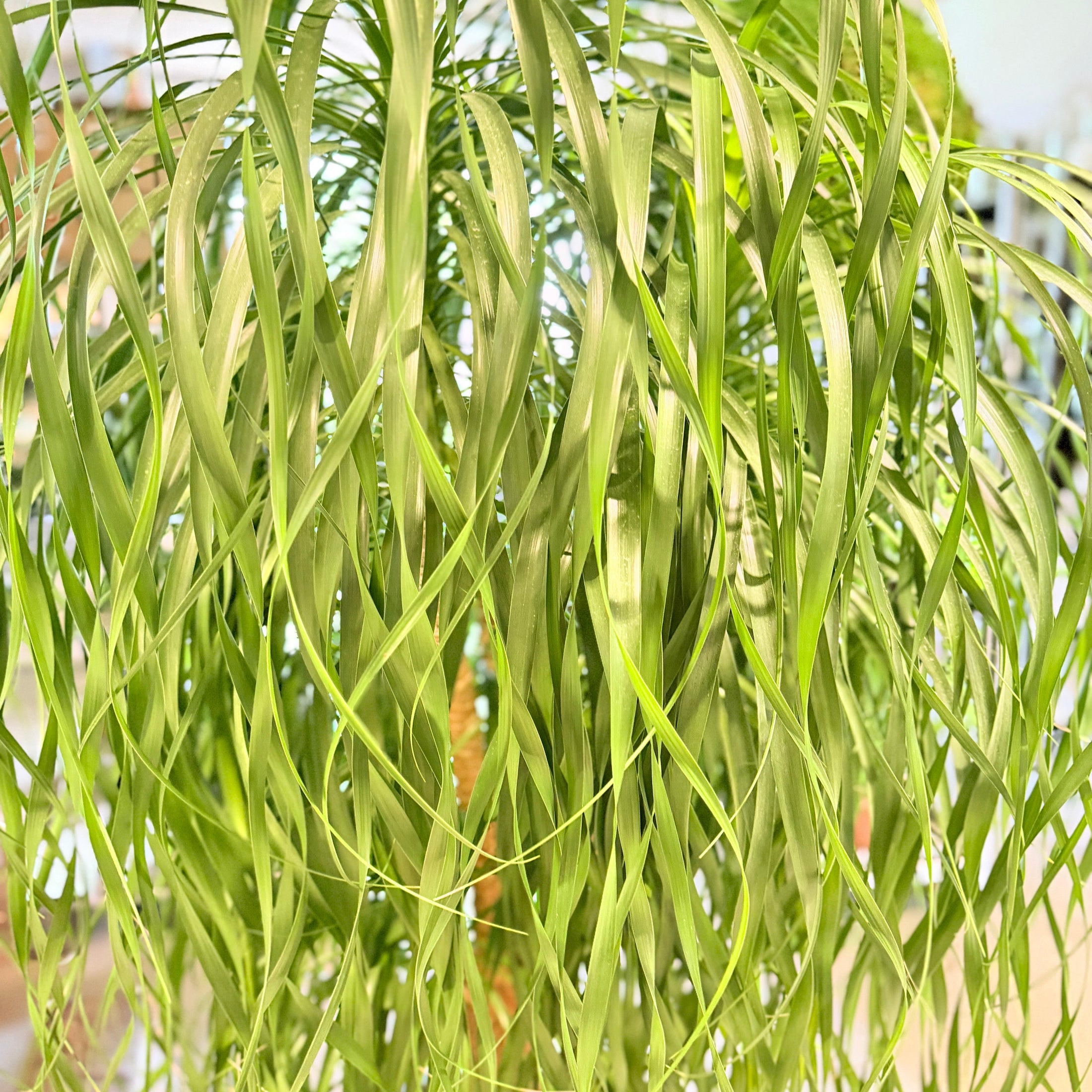 Second Hand Elefantfod – Beaucarnea recurvata ca. 170 cm | Genbrugsplante
