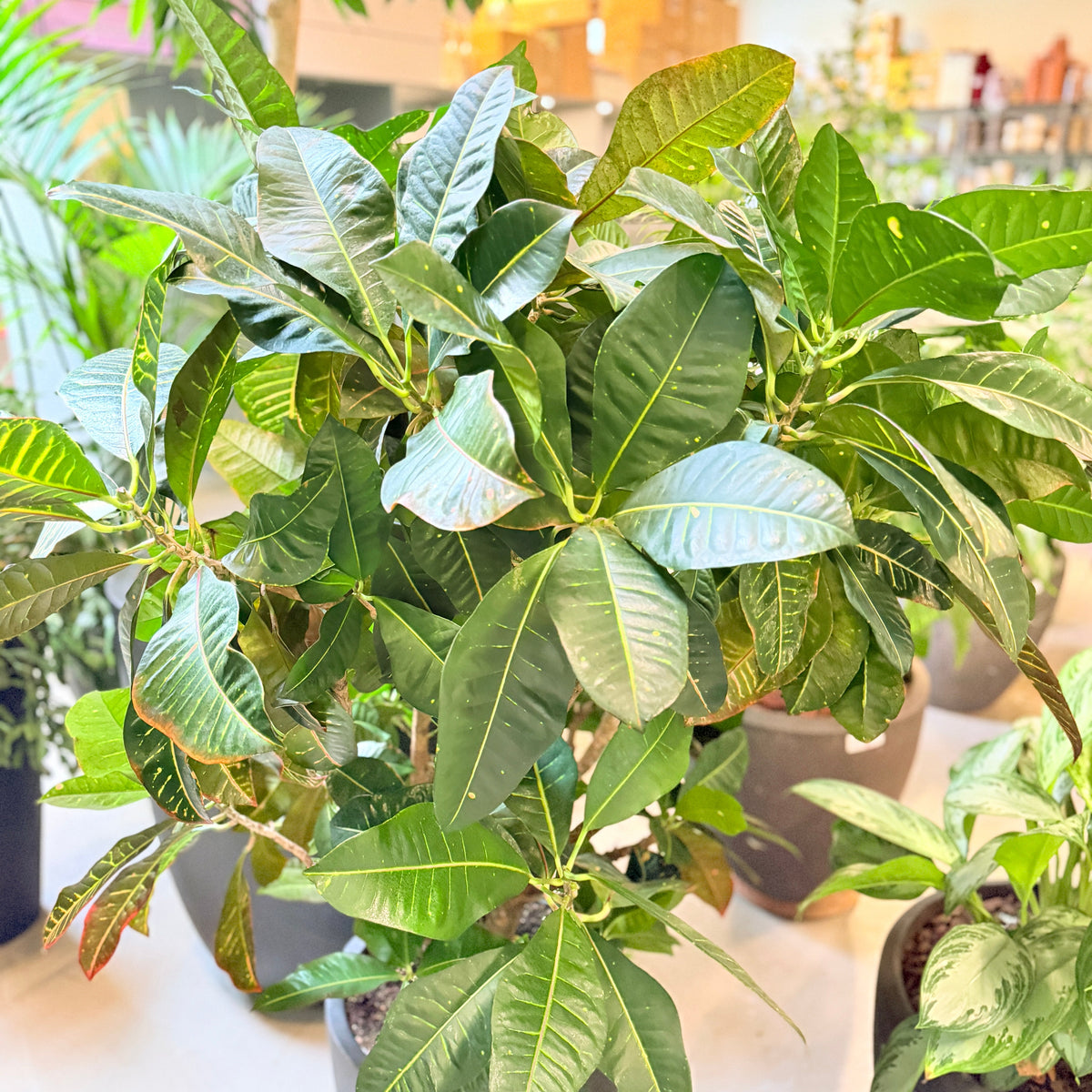 Second Hand Kæmpe Kroton – Codiaeum variegatum 'Petra' ca. 160 cm | Genbrugsplante