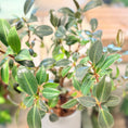 Indlæs billede i gallerivisning, Second Hand Laurbærfigen – Ficus microcarpa 'Moclame' ca. 60 cm | Genbrugsplante
