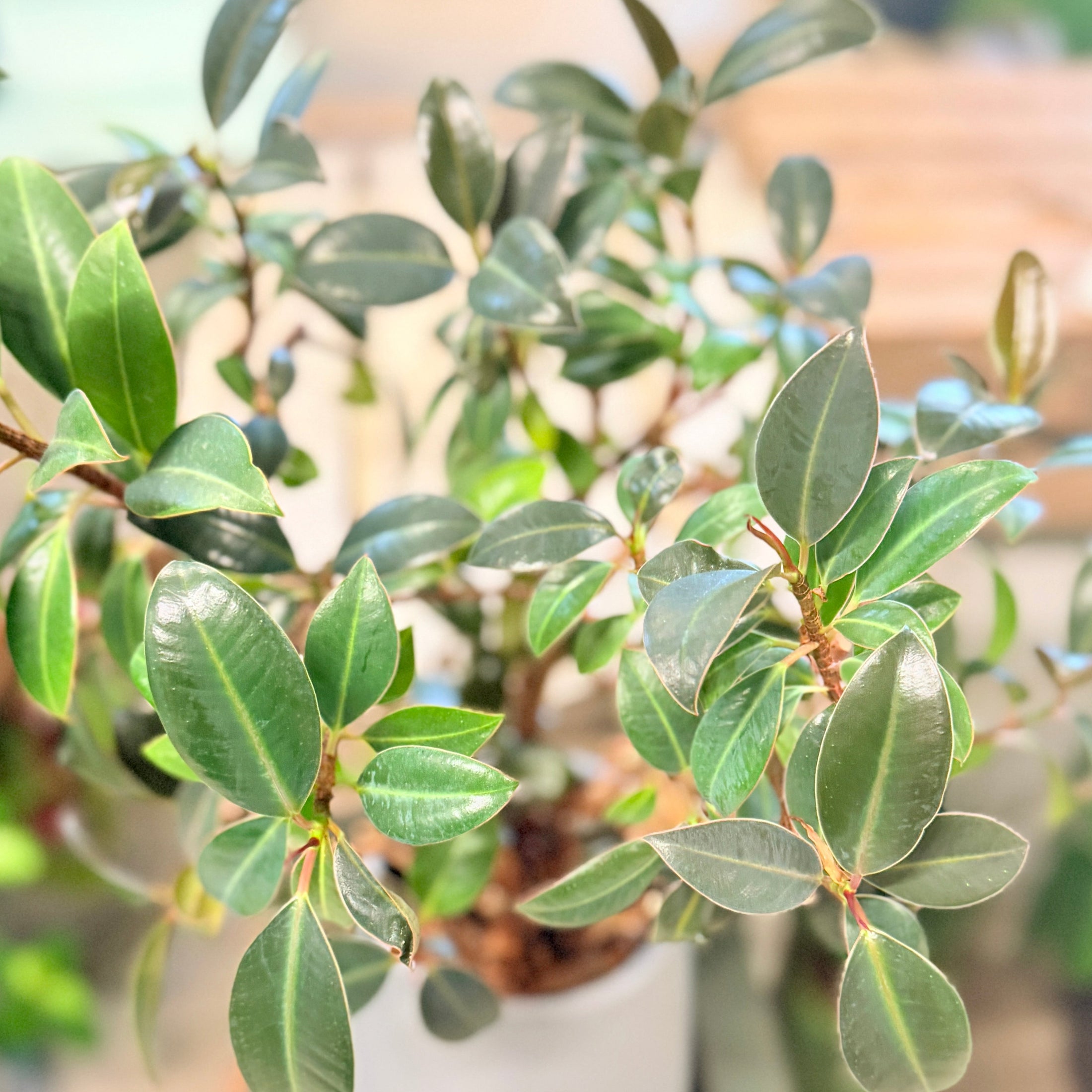 Second Hand Laurbærfigen – Ficus microcarpa 'Moclame' ca. 60 cm | Genbrugsplante