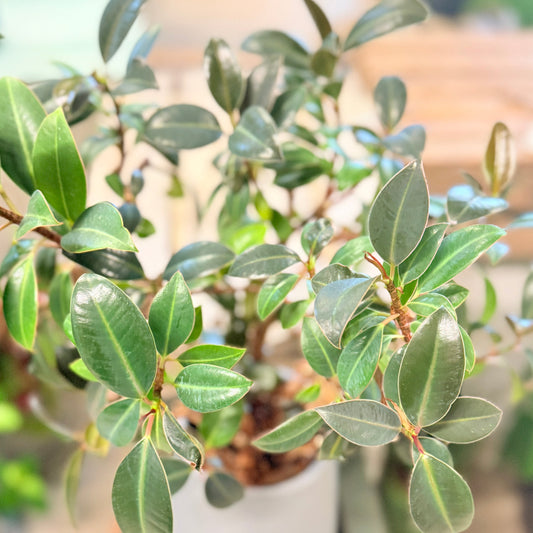 Second Hand Laurbærfigen – Ficus microcarpa 'Moclame' ca. 60 cm | Genbrugsplante