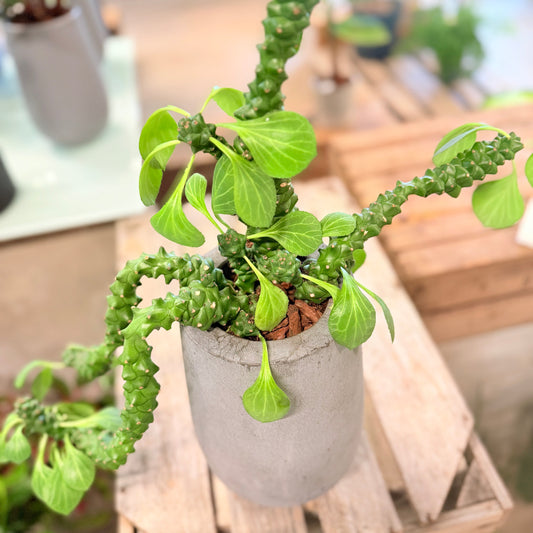 Second Hand Vortemælk – Euphorbia guentheri ca. 50 cm | Genbrugsplante