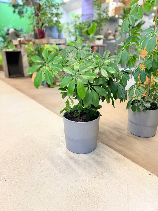 Second Hand Paraplyplante – Schefflera arboricola ca. 60 cm | Genbrugsplante