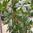 Indlæs billede i gallerivisning, Second Hand Afrikansk Figentræ – Ficus cyathistipula ca. 170 cm | Genbrugsplante
