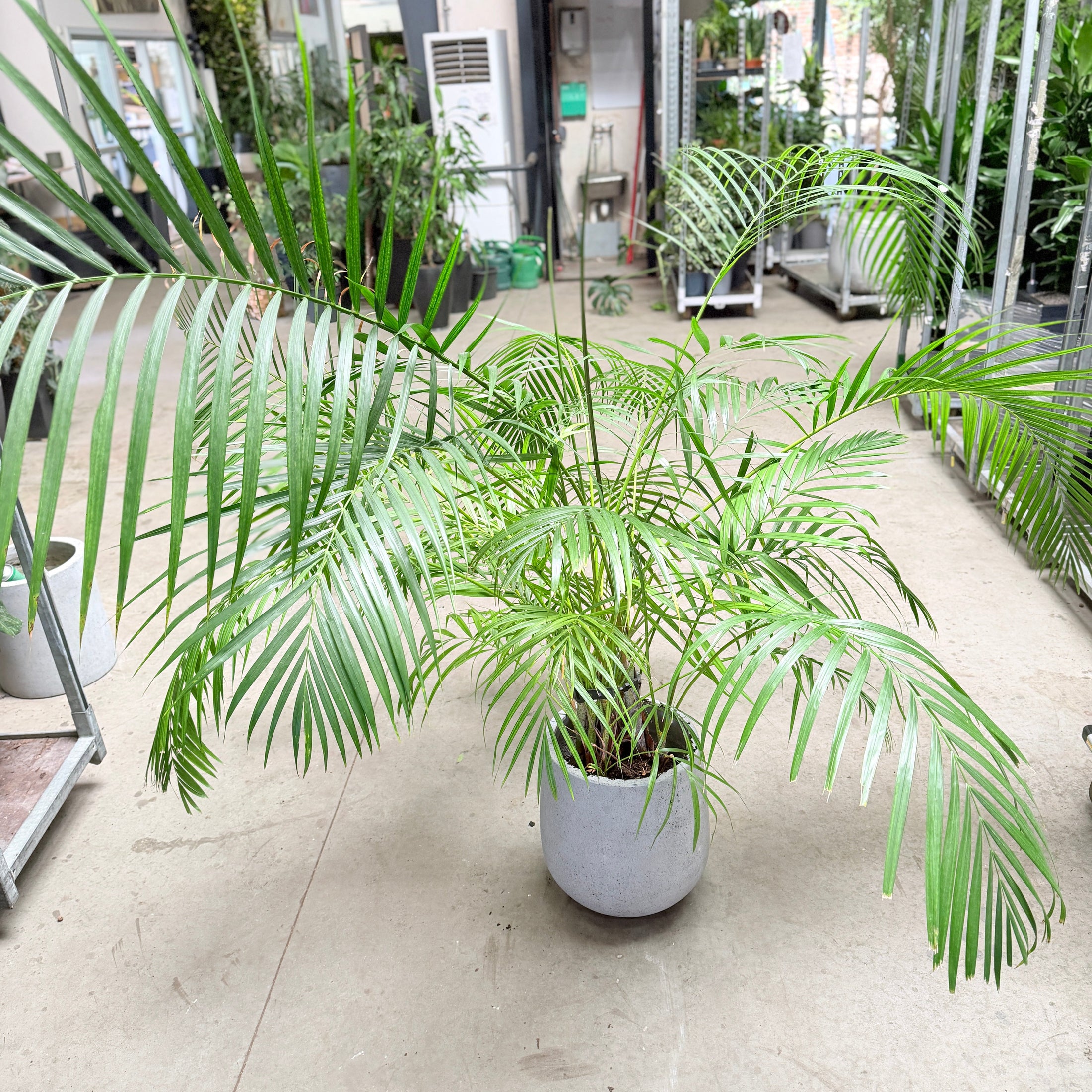 Second Hand Guldpalme – Dypsis lutescens ca. 160 cm | Genbrugsplante