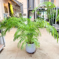 Indlæs billede i gallerivisning, Second Hand Guldpalme – Dypsis lutescens | Genbrugsplante
