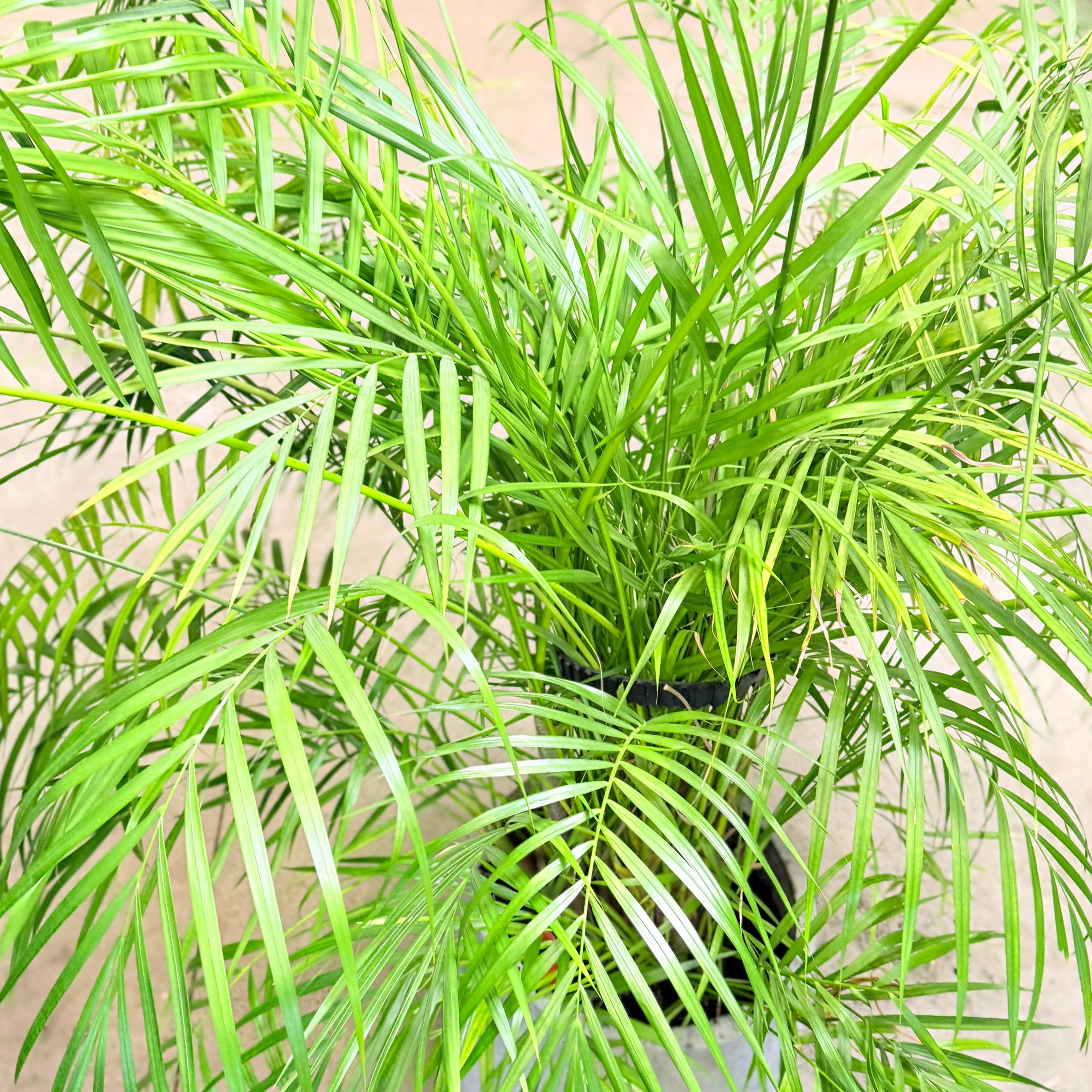 Second Hand Guldpalme – Dypsis lutescens | Genbrugsplante