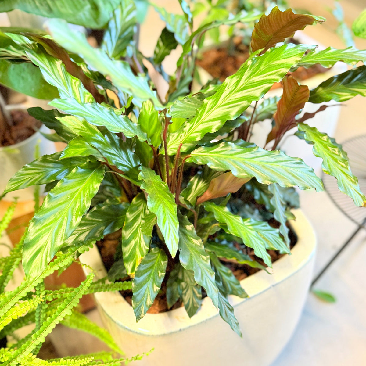 Second Hand Calathea Rufibarba – Fløjls-Calathea ca. 90 cm | Genbrugsplante