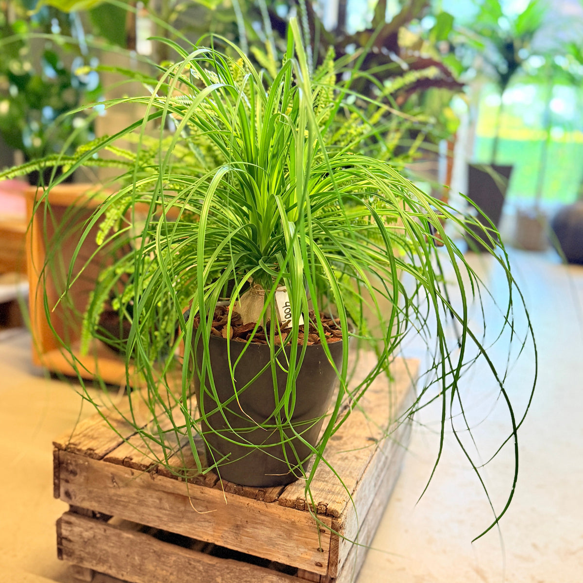Second Hand Elefantfod – Beaucarnea recurvata ca. 50 cm | Genbrugsplante