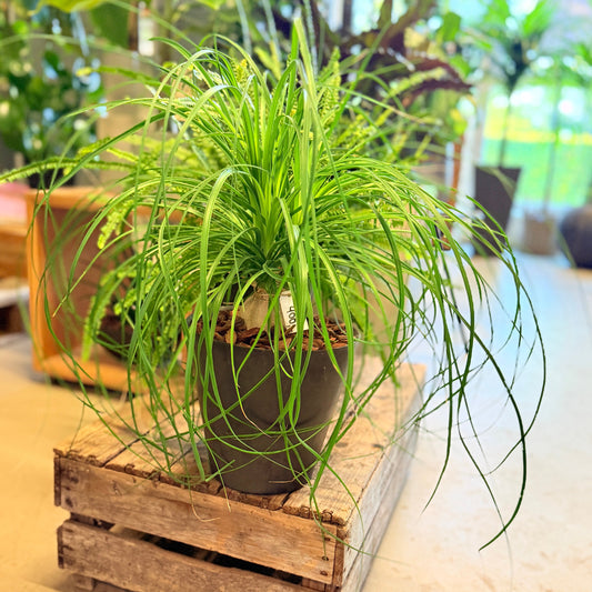 Second Hand Elefantfod – Beaucarnea recurvata ca. 50 cm | Genbrugsplante