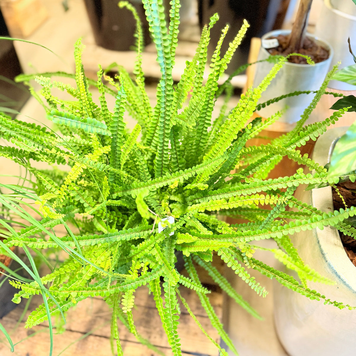 Second Hand Knapbregne – Nephrolepis cordifolia 'Duffii' ca. 60 cm | Genbrugsplante