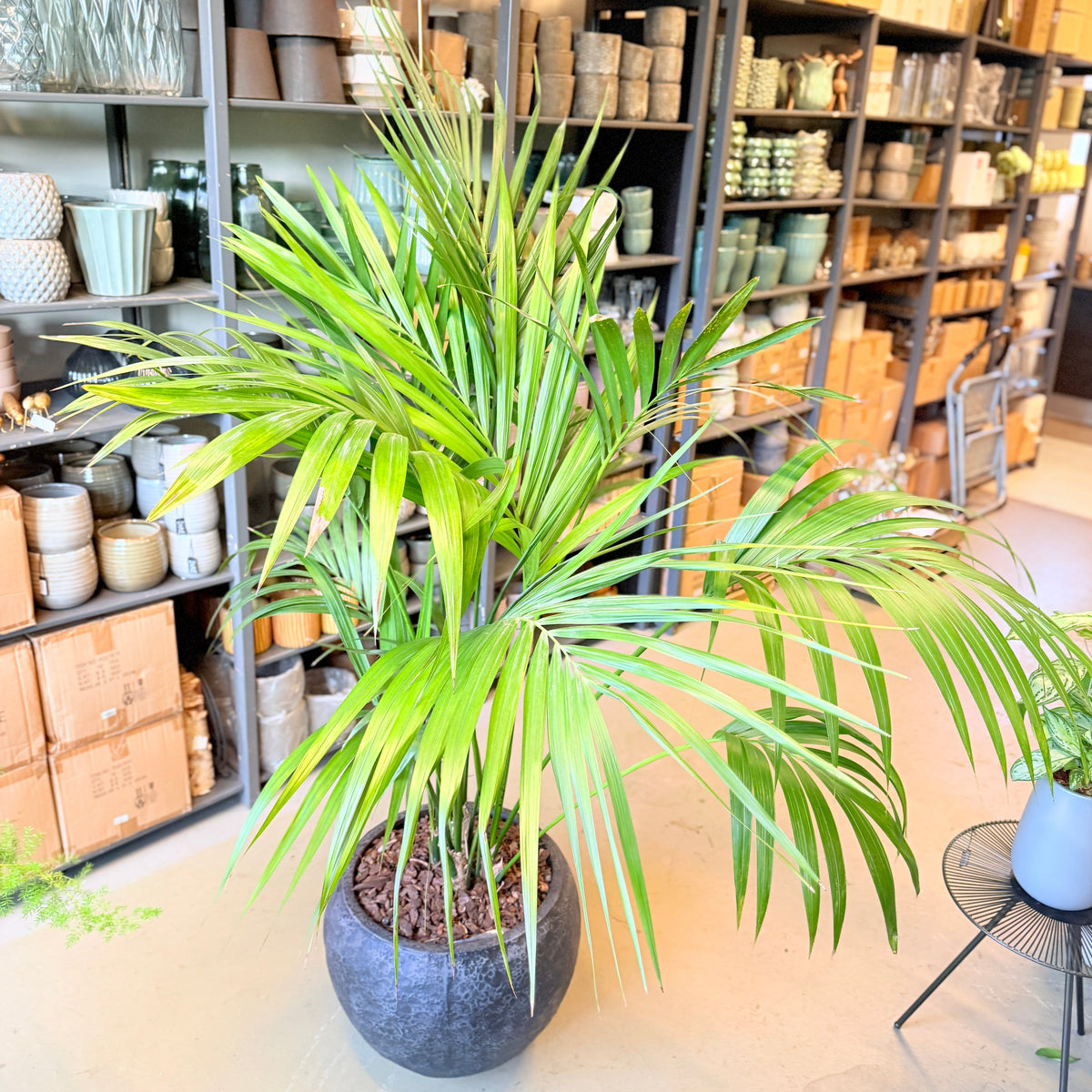 Second Hand Kentiapalme – Howea forsteriana ca. 180 cm | Genbrugsplante