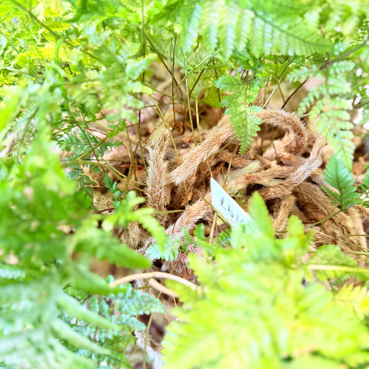 Second Hand Harefodsbregne – Davallia fejeensis ca. 40 cm | Genbrugsplante