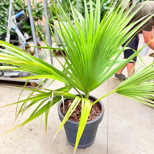 Second Hand Viftepalme – Livistona rotundifolia ca. 140 cm | Genbrugsplante