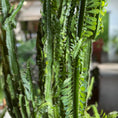 Indlæs billede i gallerivisning, Second Hand Afrikansk Mælketræ – Euphorbia trigona ca. 210 cm | Genbrugsplante
