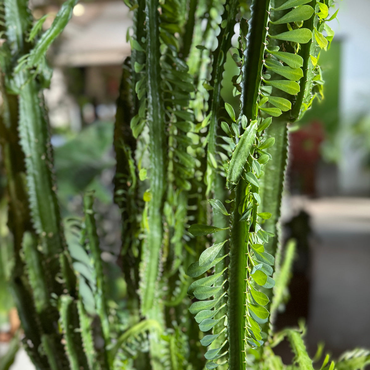 Second Hand Afrikansk Mælketræ – Euphorbia trigona ca. 210 cm | Genbrugsplante