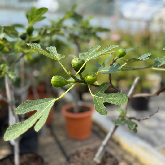Bornholmsfigen – Ficus carica i potte ca. 70 cm. - m. frugter