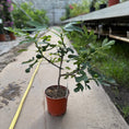 Indlæs billede i gallerivisning, Bornholmsfigen – Ficus carica i potte ca. 70 cm. - m. frugter
