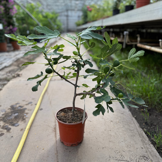 Bornholmsfigen – Ficus carica i potte ca. 70 cm. - m. frugter