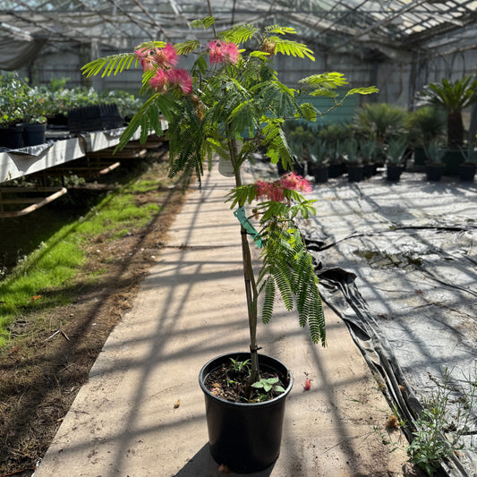 Albizia julibrissin 'Ombrella' – Silketræ med rosa blomster  130 -140 cm