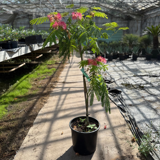 Albizia julibrissin 'Ombrella' – Silketræ med rosa blomster  130 -140 cm