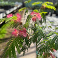 Indlæs billede i gallerivisning, Albizia julibrissin 'Ombrella' – Silketræ med rosa blomster  130 -140 cm
