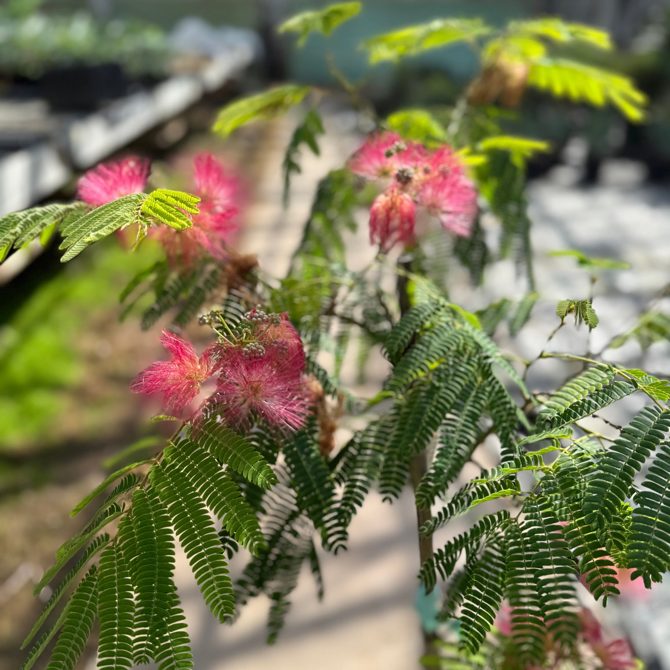 Albizia julibrissin 'Ombrella' – Silketræ med rosa blomster  130 -140 cm