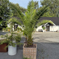 Indlæs billede i gallerivisning, Stor daddelpalme i fletkurv – 270 cm høj Phoenix canariensis til haven eller terrassen
