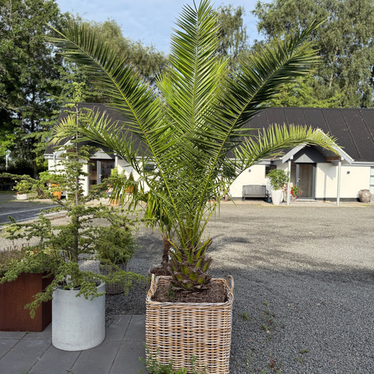 Stor daddelpalme i fletkurv – 270 cm høj Phoenix canariensis til haven eller terrassen