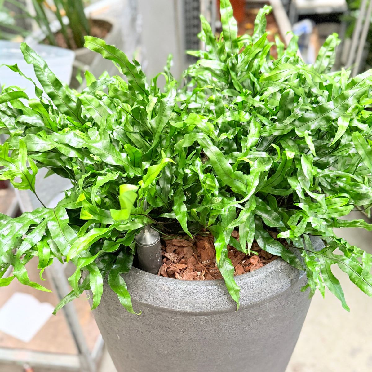 Second Hand Bregne – Microsorum ca. 150 cm i høj sort krukke | Genbrugsplante
