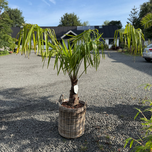 Trachycarpus fortunei palme i fletkurv – 150 cm høj og hårdfør udendørs palme