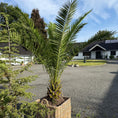Indlæs billede i gallerivisning, Stor daddelpalme i fletkurv – 270 cm høj Phoenix canariensis til haven eller terrassen
