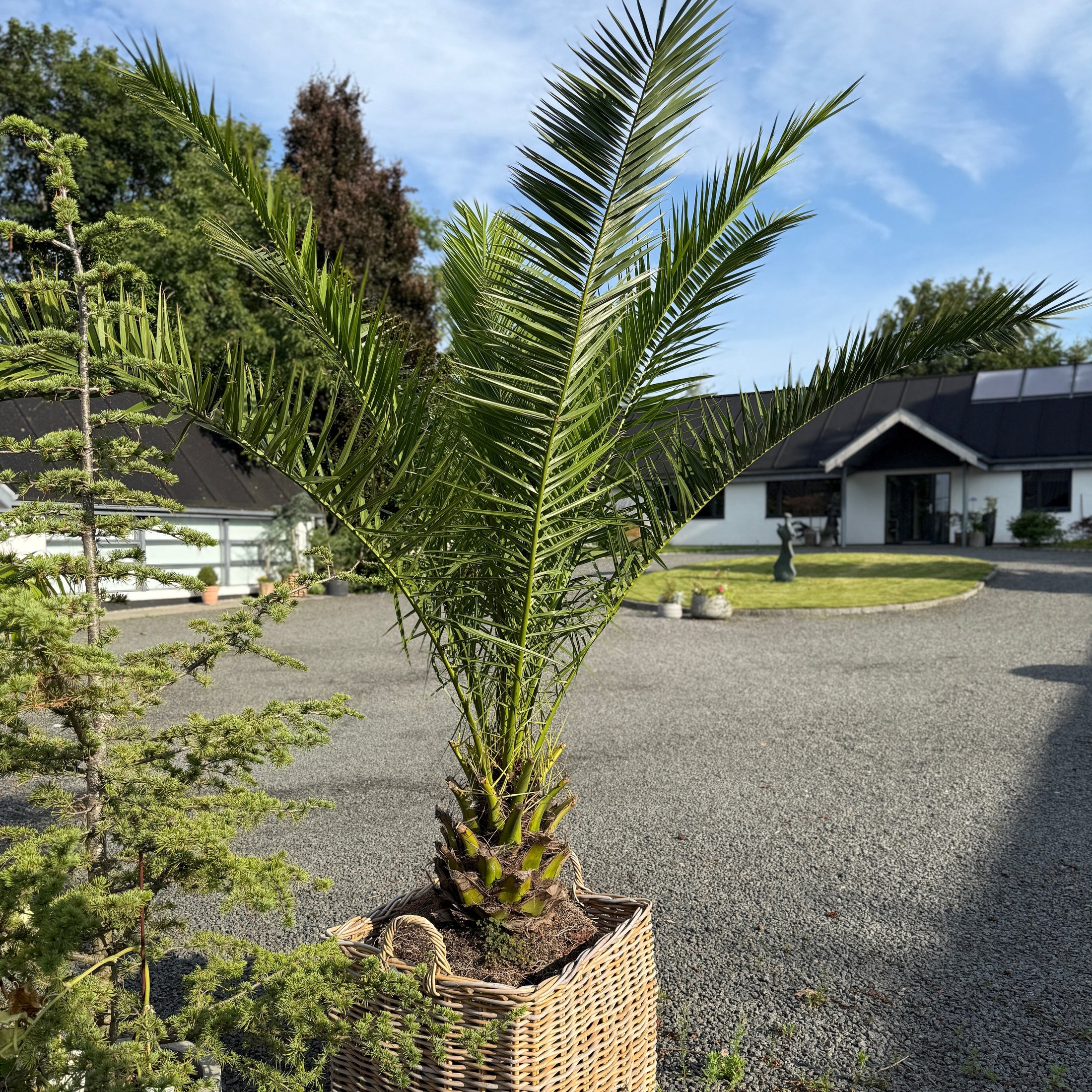 Stor daddelpalme i fletkurv – 270 cm høj Phoenix canariensis til haven eller terrassen