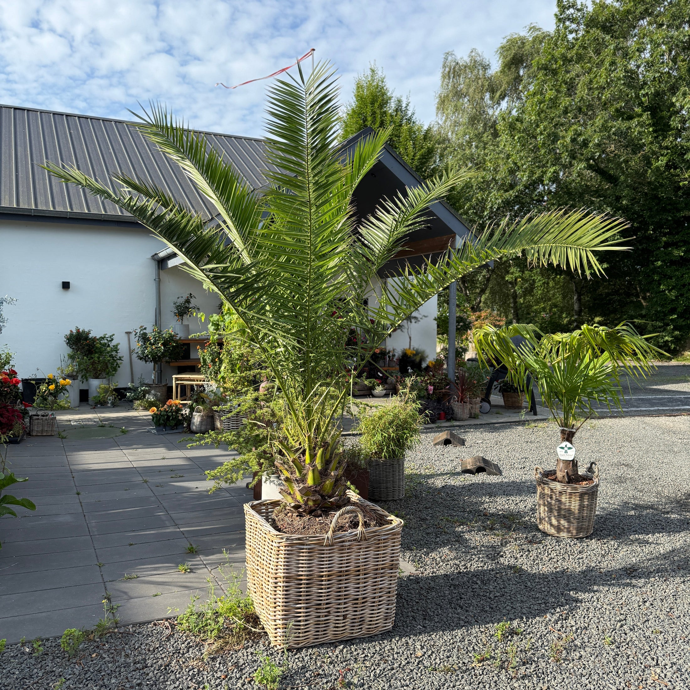 Stor daddelpalme i fletkurv – 270 cm høj Phoenix canariensis til haven eller terrassen