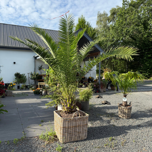 Stor daddelpalme i fletkurv – 270 cm høj Phoenix canariensis til haven eller terrassen
