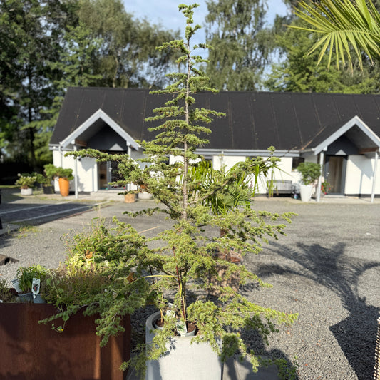 Cedertræ i lys cementkrukke – 160 cm høj og arkitektonisk nåletræ til haven