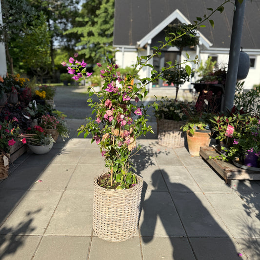 Bougainvillea i fletkurv – 140 cm høj med lilla blomsterflor