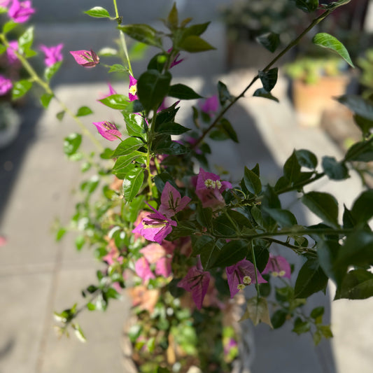 Bougainvillea i fletkurv – 140 cm høj med lilla blomsterflor