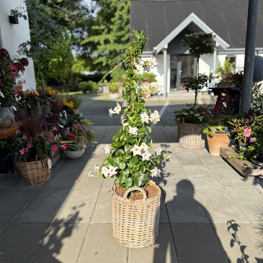 Hvid Dipladenia i fletkurv – 130 cm høj med store trompetblomster