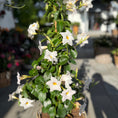 Indlæs billede i gallerivisning, Hvid Dipladenia i fletkurv – 130 cm høj med store trompetblomster
