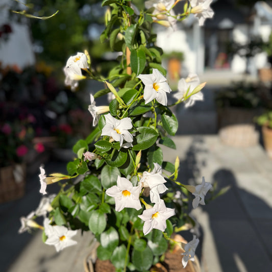 Hvid Dipladenia i fletkurv – 130 cm høj med store trompetblomster