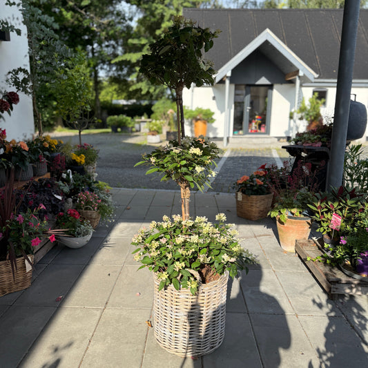 Opstammet hortensia i fletkurv – 160 cm høj med cremehvide blomster