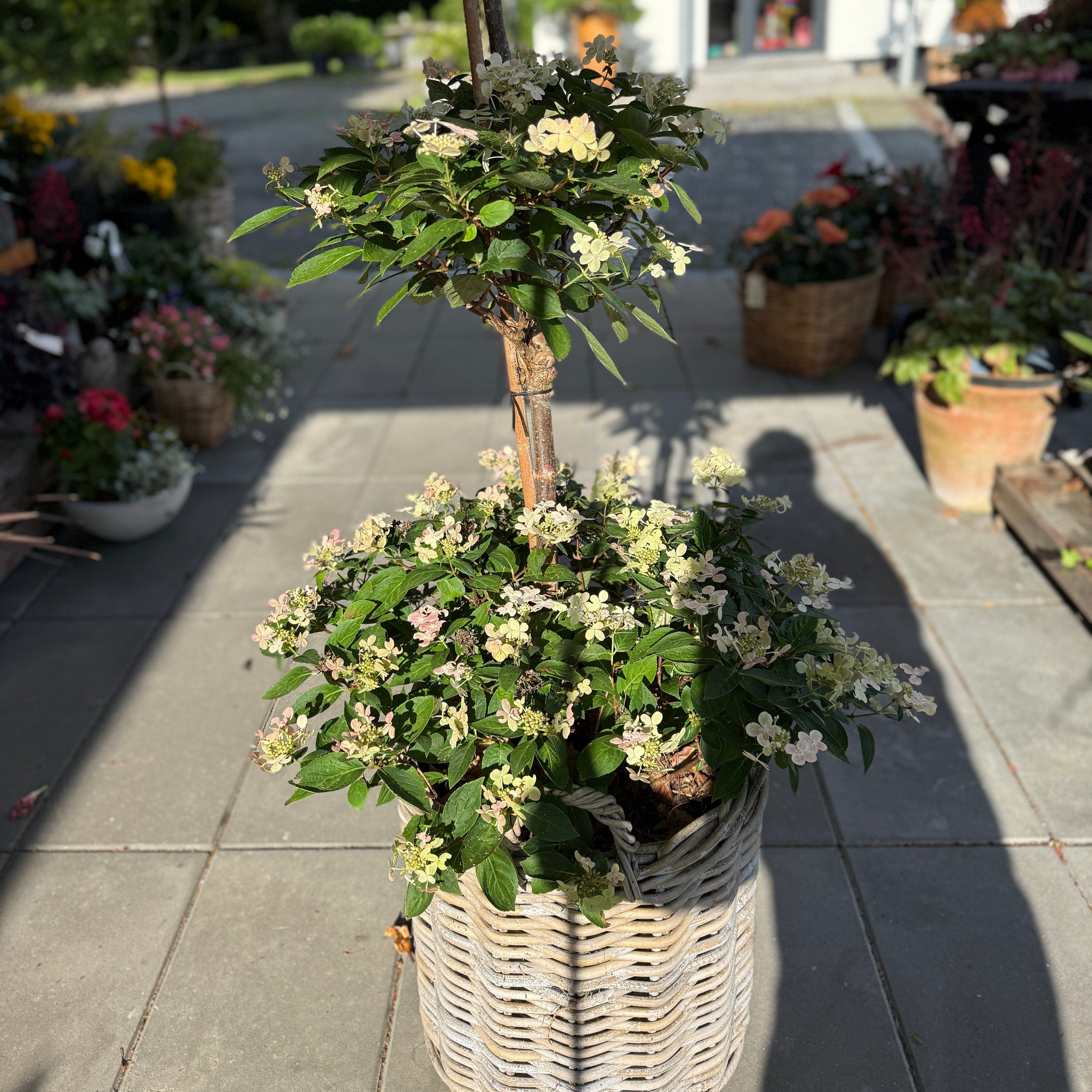 Opstammet hortensia i fletkurv – 160 cm høj med cremehvide blomster