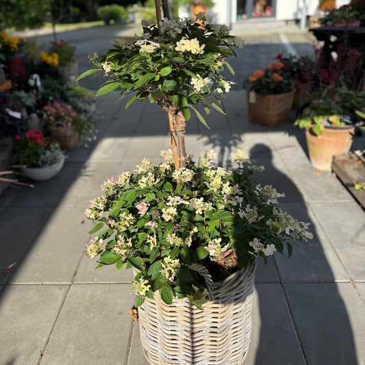 Opstammet hortensia i fletkurv – 160 cm høj med cremehvide blomster