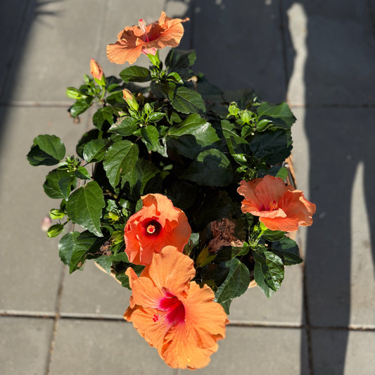Hibiscus med orange blomster i fletkurv – ca. 50 cm høj og sprængfyldt med sommerstemning