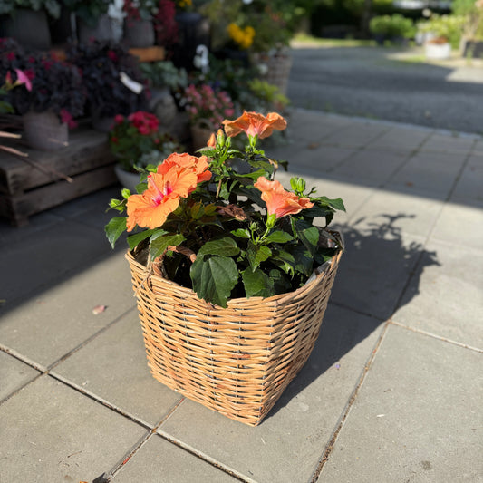 Hibiscus med orange blomster i fletkurv – ca. 50 cm høj og sprængfyldt med sommerstemning