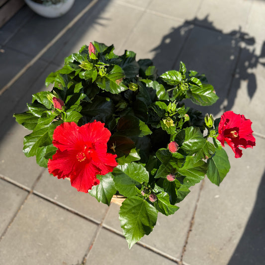 Rød Hibiscus i kurv – ca. 50 cm | Eksotisk blomsterpragt til haven eller terrassen