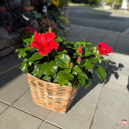 Rød Hibiscus i kurv – ca. 50 cm | Eksotisk blomsterpragt til haven eller terrassen