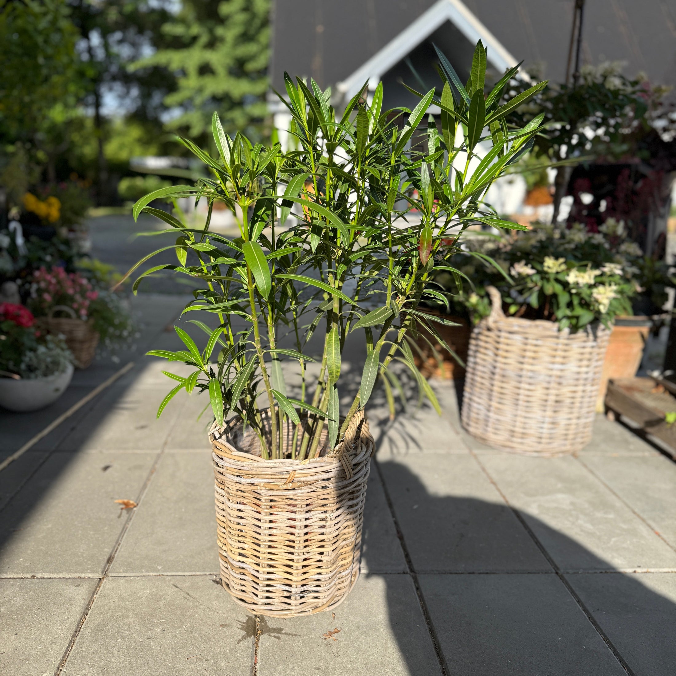 Nerium oleander i fletkurv – 160 cm høj | Middelhavsstemning på terrassen