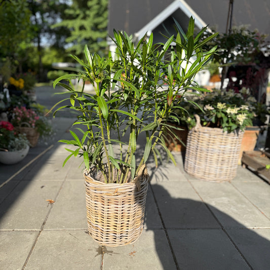 Nerium oleander i fletkurv – 160 cm høj | Middelhavsstemning på terrassen